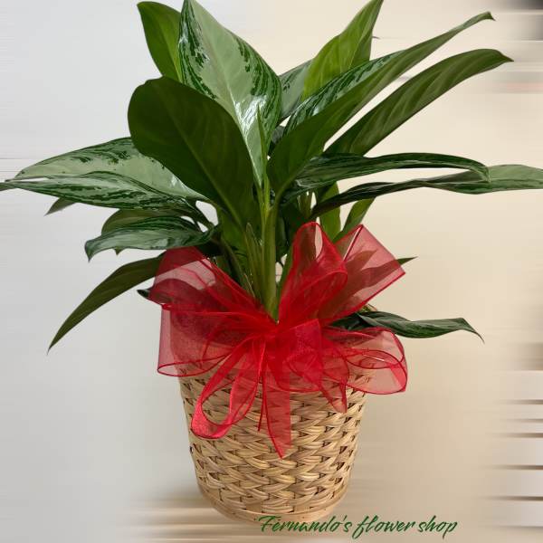 Potted green foliage plant in a woven basket with a large red bow.