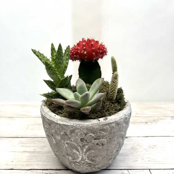 Succulent arrangement in a textured gray pot with a red cactus centerpiece