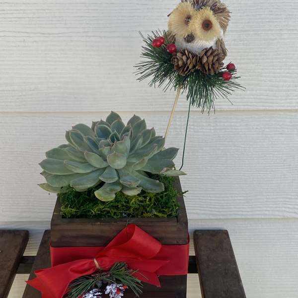 Succulent in a wooden box with a decorative owl pick and red ribbon