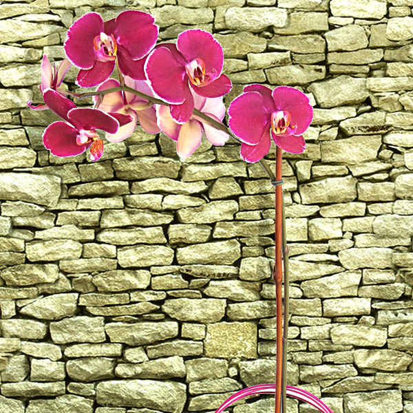 Pink orchid arrangement in a glass vase with decorative loops