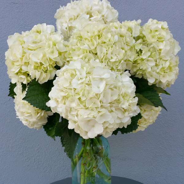 White hydrangea bouquet in a blue glass vase
