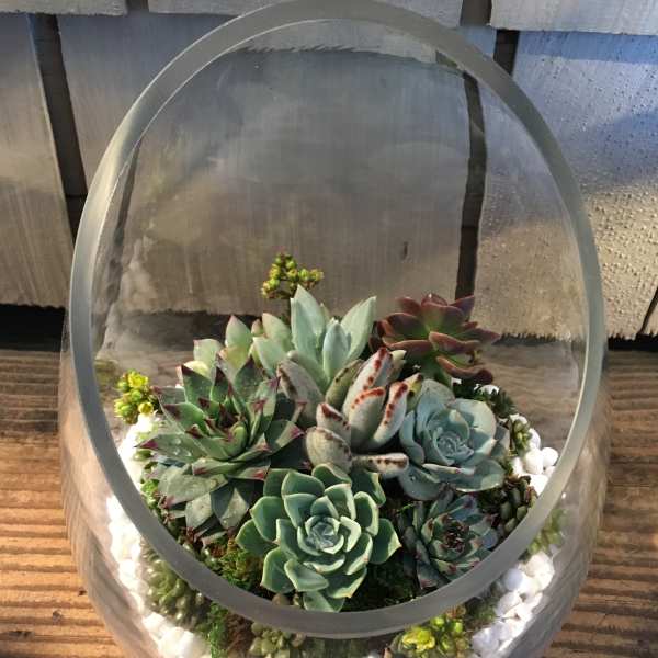 Succulent arrangement in a clear glass terrarium with white stones