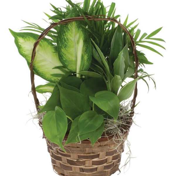 Basket of assorted green houseplants with a woven handle