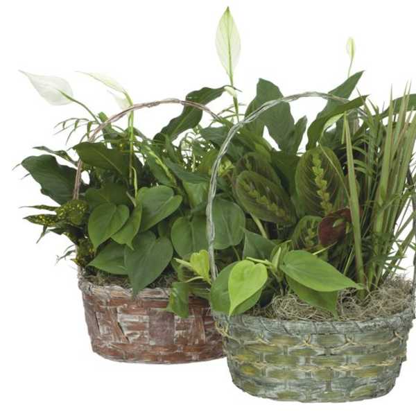 Two woven baskets filled with assorted green houseplants