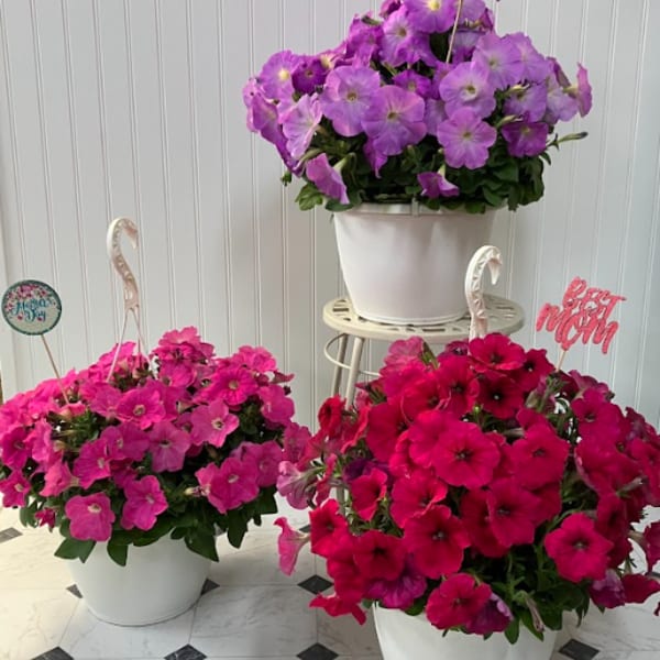 Three potted petunia arrangements in pink and purple