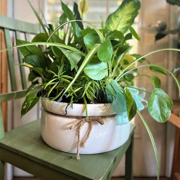 Potted green houseplant in a white ceramic bowl with a rope bow