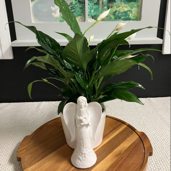 Potted peace lily in a white angel-shaped planter