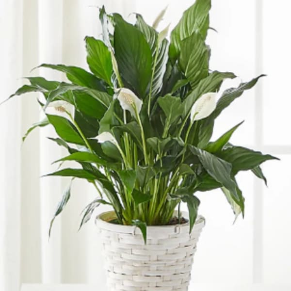 Potted peace lily with white blooms in a white woven basket