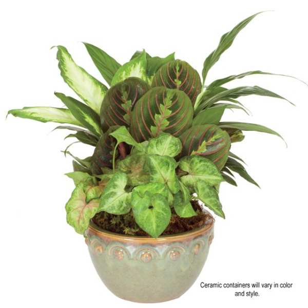 Mixed green houseplants in a decorative ceramic pot