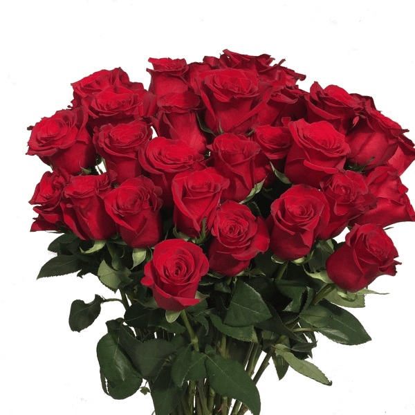 Bouquet of red roses with green foliage
