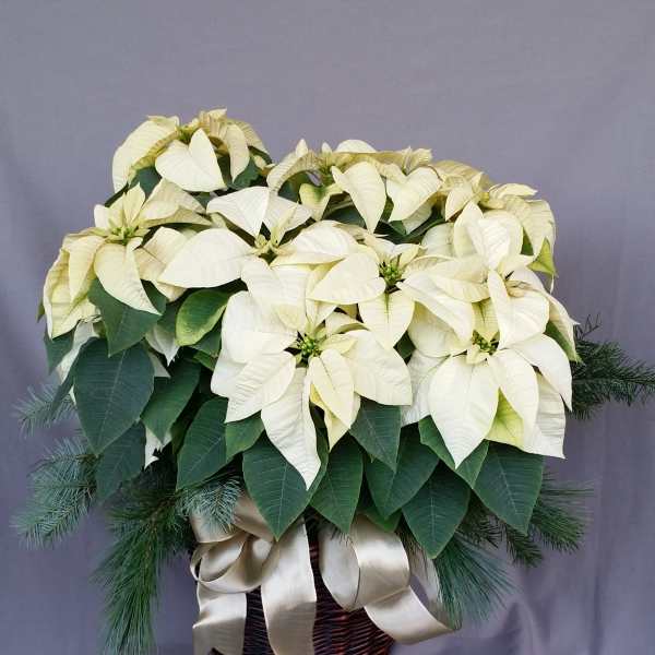 White poinsettia arrangement in a wicker basket with a satin ribbon