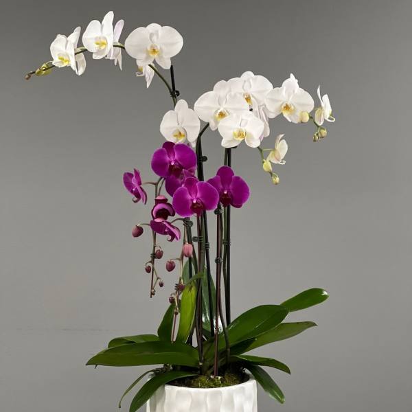 Potted orchid arrangement with white and purple blooms in a white ceramic planter