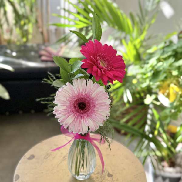 Pretty Pick Me Up-- Gerbera Daisies