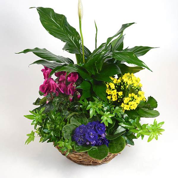 Mixed potted plants in a wicker basket with pink, yellow, and purple blooms