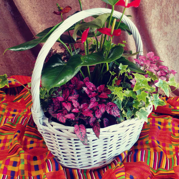 Basket of tropical plants with red anthuriums and pink foliage