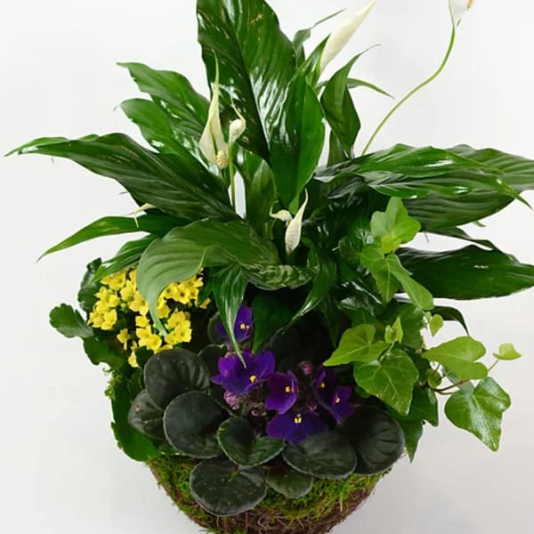Mixed green plant arrangement with white peace lilies and purple flowers in a basket