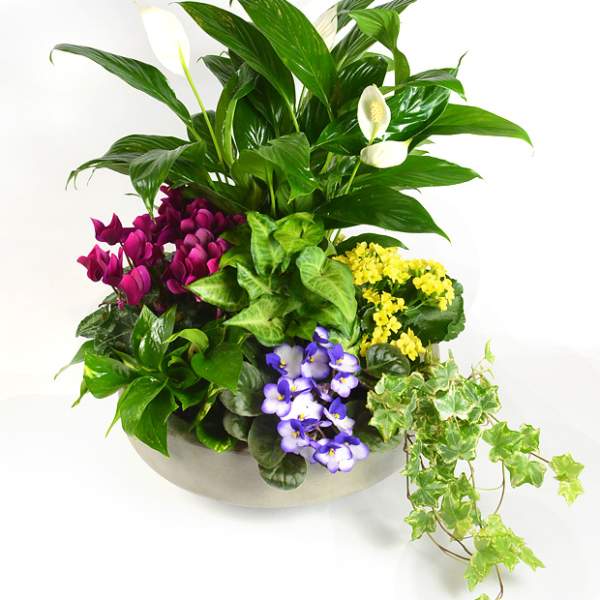 Mixed potted plants with white calla lilies and purple cyclamen in a bowl planter