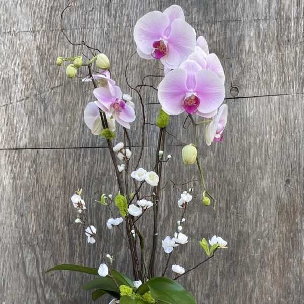 Pink orchids arranged in a white square vase with small white blossoms