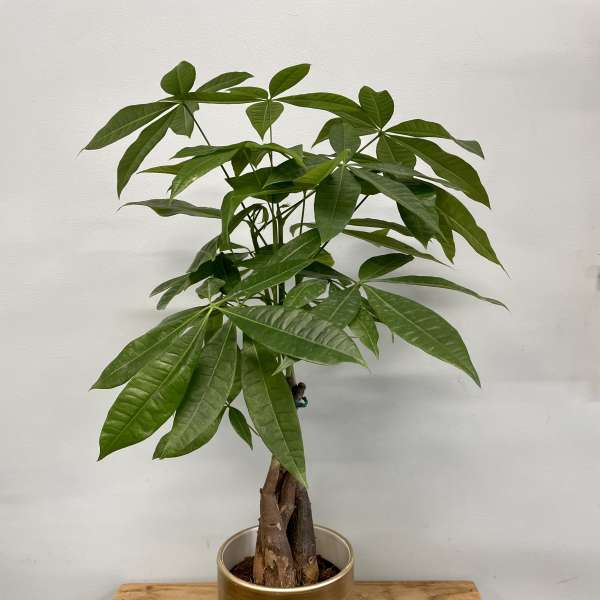 Potted money tree plant in a two-tone decorative container