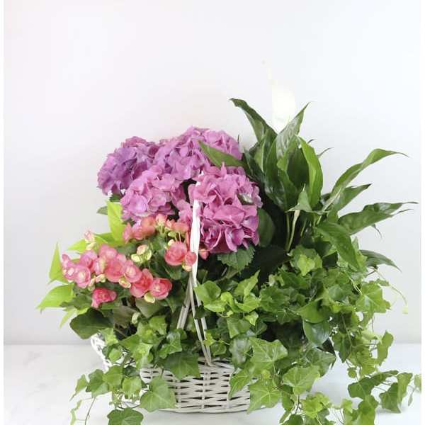 Pink hydrangeas and small pink flowers in a white basket with trailing ivy