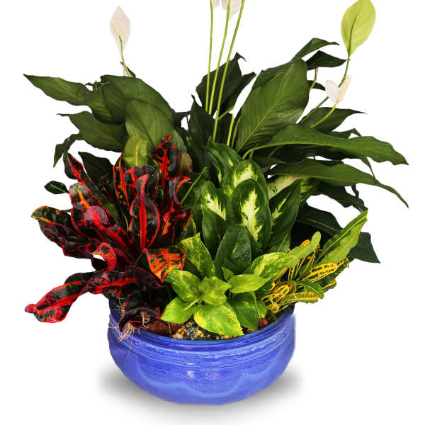 Mixed green foliage and white peace lily blooms in a round blue ceramic bowl planter