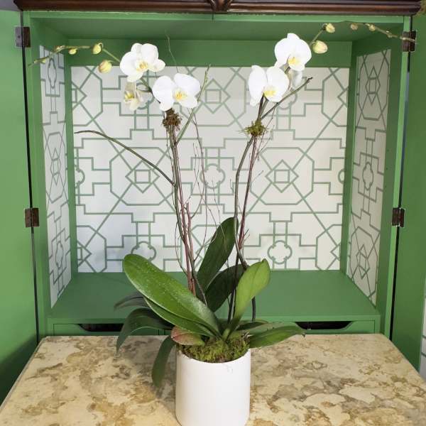 White orchid plant in a white pot with tall stems