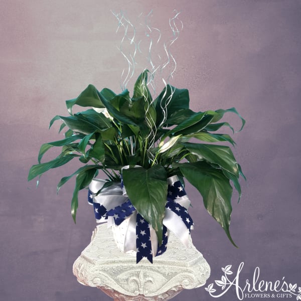 Potted peace lily with white blooms and a blue-and-white ribbon
