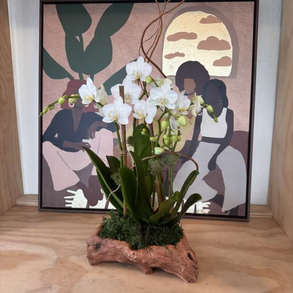 White orchids arranged in a driftwood planter with moss
