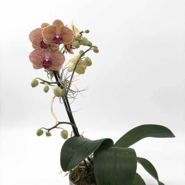 Potted yellow and magenta phalaenopsis orchid plant in a clear glass vase