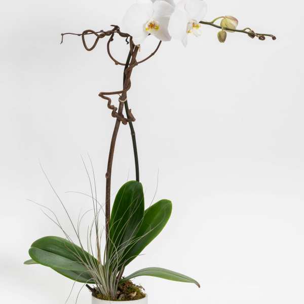 White orchid plant in a white pot with a tall stem