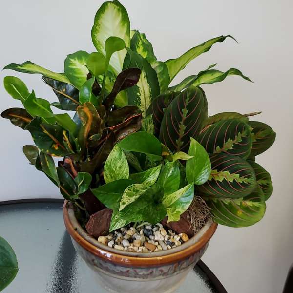 Potted arrangement of assorted green houseplants in a ceramic bowl
