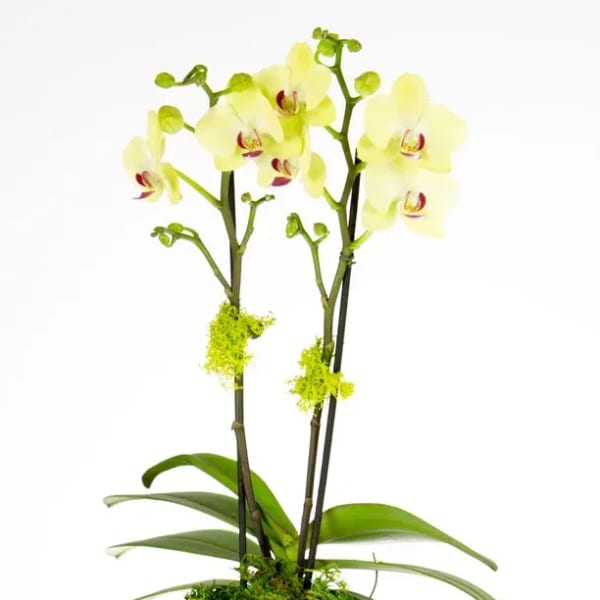 Potted yellow-green orchid in a clear glass vase with moss and pebbles.