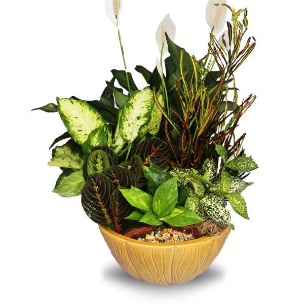 Mixed green houseplants with white blooms in a round yellow ceramic bowl