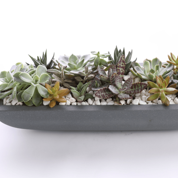 Elongated Gray Succulent