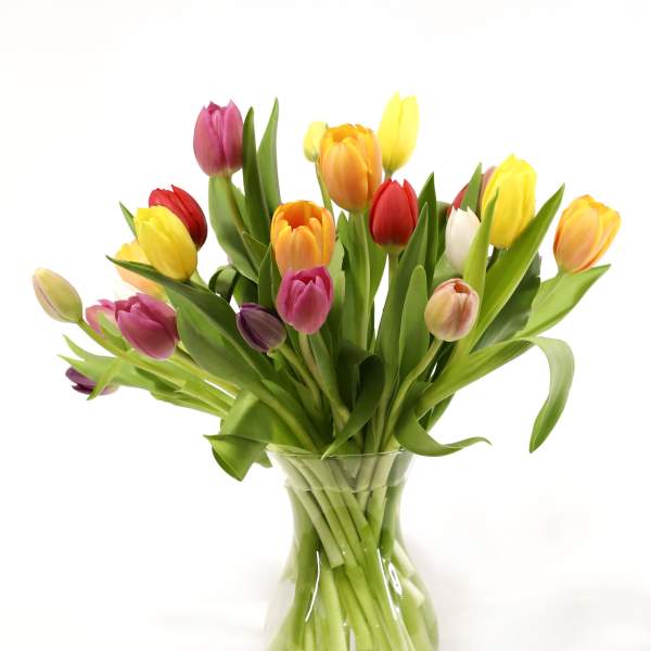 Mixed tulips in a clear glass vase