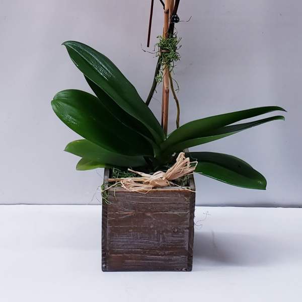 White Orchid and Wooden Box