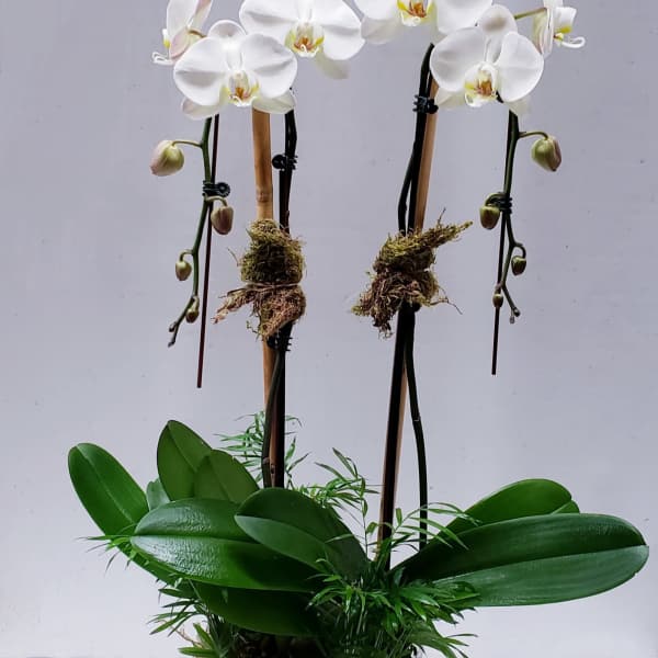 White orchids in a white pot with broad green leaves