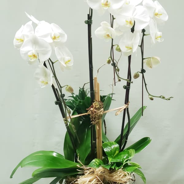 White orchids in a white bowl planter with green foliage