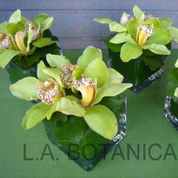 Four green orchid arrangements in square glass vases