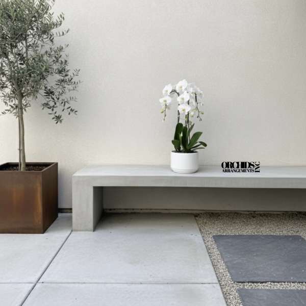 White orchid in a small white pot beside a potted tree