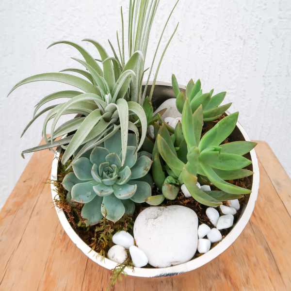 Succulent arrangement in a white bowl with white stones