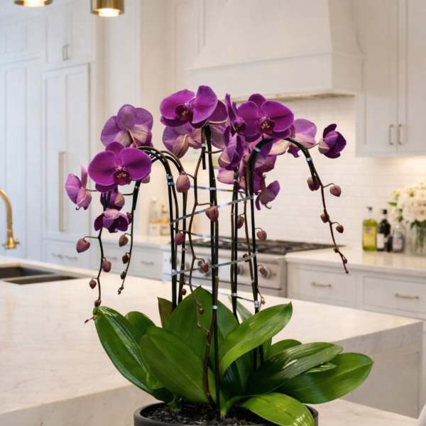 Purple orchids in a black pot on a kitchen island