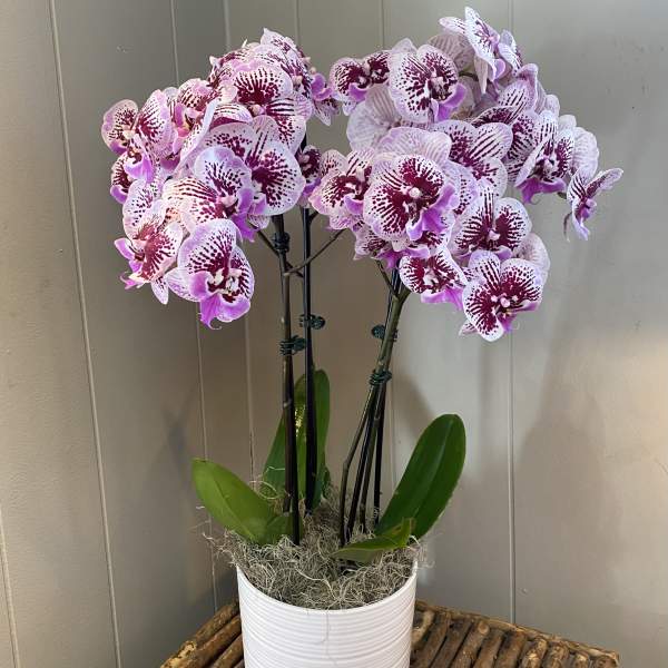 Potted orchid arrangement with pink-speckled blooms in a white container