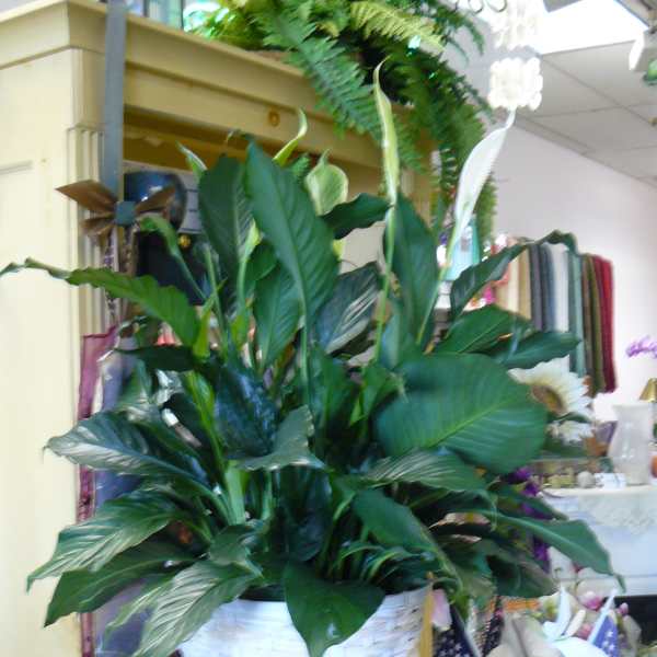 Large green potted plant in a white woven basket