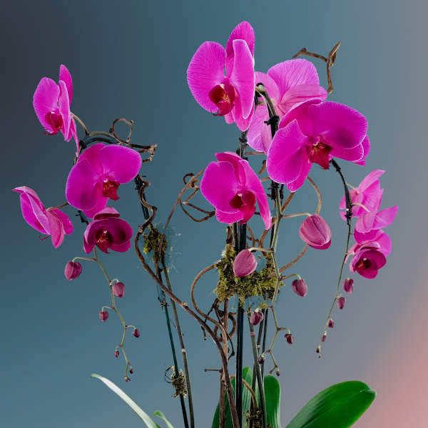 Triple Orchid Plant