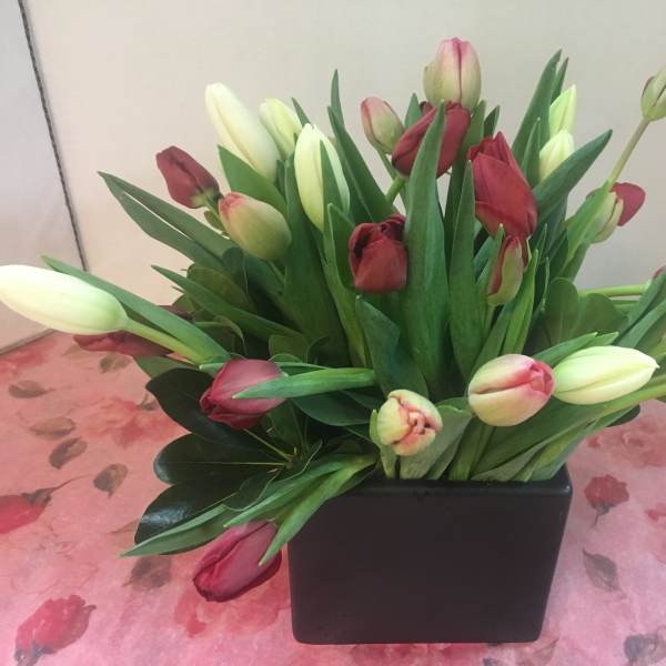 Bouquet of red and white tulips in a black square vase