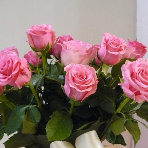 Bouquet of pink roses with a white ribbon