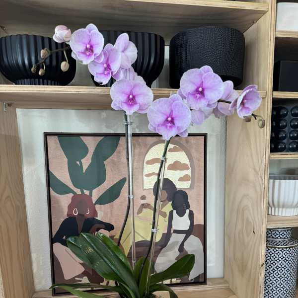 Pink orchid plant in a pastel pot on a shelf