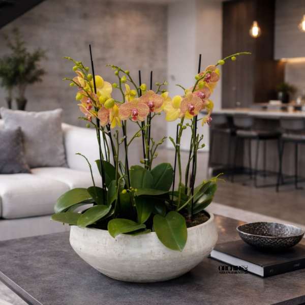 Potted orchid arrangement in a white bowl on a coffee table