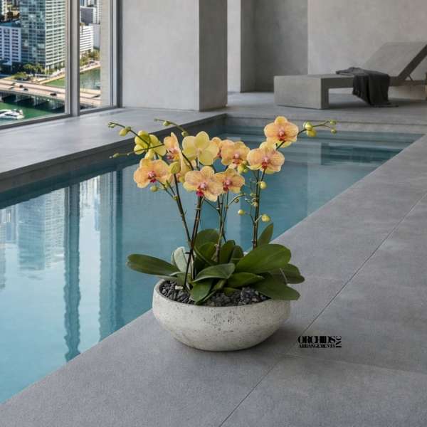 Peach Phalaenopsis Orchid – Grand Luxury Edition